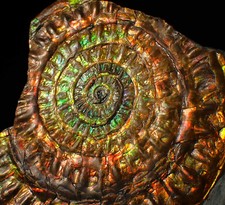 Stunning rainbow iridescent Caloceras display ammonite fossil (72mm) picture