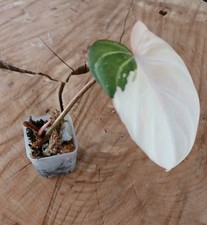Variegated Gloriosum Philodendron Actual Tropical House Plant picture