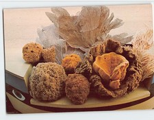 Natural sponges Tarpon Springs Florida USA G-64205 picture