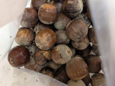 Bur Oak Acorns For Sale. Large Acorns. Mossy cup. Northern Ecotype. 8 Acorns. picture