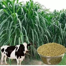 Multi Cut Bajra Napier Hybrid Grass Seed for Sustainable Animal Feed Farming. picture