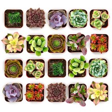 Shop Succulents Colorful Succulent Plant Pack of 20, Collection picture
