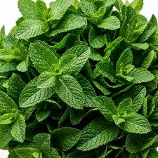 1000 Peppermint Seeds for Planting - Aromatic Heirloom Herb Seeds for Indoor & picture