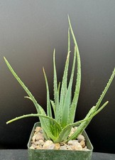 Aloe cv. 'Safari Sunrise' HYBRID - Rare Succulent Well Rooted Plant - 3