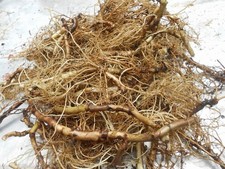 25 Wild Ginger Roots Freshly Dug picture