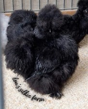 One Dozen (12) Black Silkie Hatching Eggs• Regular Silkie Feather • UPS 3 Day picture
