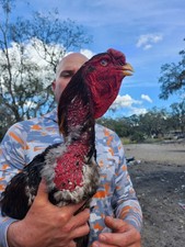 6+Indio Gigante Hatching Eggs Giant Tallest Bigger longest breed Huge BluenGreen picture
