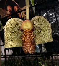 BIZARRE BEAUTY COLLECTOR ORCHID SPECIES Coryanthes macrantha BS picture