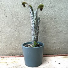 Rare Quesnelia Marmorata ‘Tim Plowman’ Bromeliad Live Tropical Plant 11