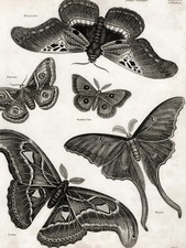 1807 REES CYCLOPÆDIA, Superb Art by Sydenham Edwards: Plate I, BOMBYX MOTHS picture