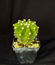 Echinopsis subdenudatum cv. Fuzzy Naval, cactus plant picture