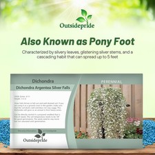 15 Seeds Dichondra Seeds Heat & Drought Tolerant Silver Falls Ground Cover picture