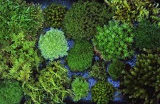 Live Moss 6x8