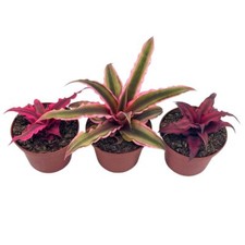 Cryptanthus bivittatus Assortment, Earth Star Bromeliad Set, 3 Different Succule picture