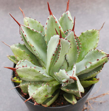 RareSucculent Plant Agave Potatorum Cv.Cubic Agavaceae Home Garden plant 8-12CM picture