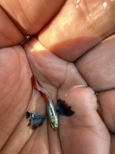 PAIR Platinum Red Tail Dumbo Big-Ear Guppy (1 FEMALE, 1 MALE) picture