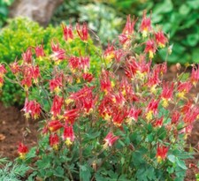 Columbine EASTERN RED Perennial PartShade Attracts Pollinators Non-GMO 100 Seeds picture