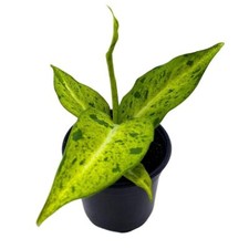 BubbleBlooms Dieffenbachia Camouflage in a 4 inch Pot Variegated Dumb Cane picture