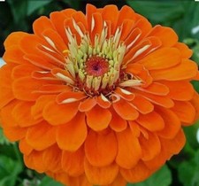 100+ Orange King Zinnia Seeds **Fresh Seeds** ~~Free Shipping~~ picture