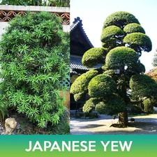 Japanese Yew Seeds, Plum Pine Yew, Podocarpus macrophyllus picture