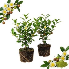 2 Camellia Tea Plants Live, Flower Bush, 4-7 Inch Tall picture