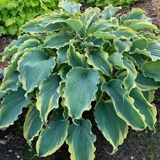 hosta VOICES IN THE WIND [dormant] medium wavy 2.5