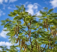 Anadenanthera peregrina SEEDS - Yopo | Cohoba picture