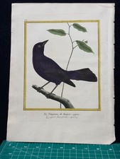 1770's François Nicolas Martinet Bird Engraving Le Tangavio Watermarked Paper picture