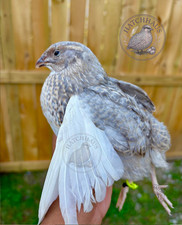 36 ASSORTED RAINBOW RARE COLORS Coturnix Quail Hatching Eggs - mixed variety picture