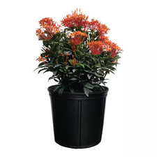 1.72 Gal. Taiwanese Orange Ixora Tropical Flowering Shrub (1-Pack) picture