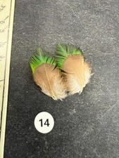 PREMIUM Vintage Quetzal  Feathers 14-33 picture