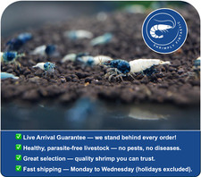 20 Blue Bolt Shrimp Grade A-S |  | Live Guarantee | USA Bred picture