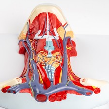 1:1 Anterior Cervical Muscle, Neck Muscle Nerve, Medical Anatomical Model picture