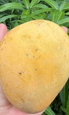 Sweet Tart MANGO TREE GRAFTED 3-5Ft Tall.Ship To All States. 7 Gallon Size picture