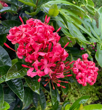 Set 2 Nora Grant Ixora Starter Plants - 3-6