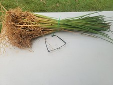 Vetiver live plant for EROSION CONTROL 25 pcs combo  picture