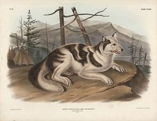 Original Imperial Indian Hare Dog, plate 132 picture