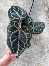 Anthurium Doc Block Michelle - Exact Rooted Plant - Mature Established Anthurium picture