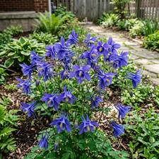 350 Blue Columbine Seeds for Planting - Heirloom Blue Columbine Flower Seeds picture