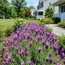 1200 Count Spanish Purple Lavender Seeds - for Garden Borders, Nature Inspired picture