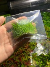 *BUY 2 GET 1 FREE* Dwarf Hair Grass Eleocharis Parvula Clumps Aquarium Plants ✅ picture