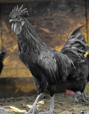 5+ Ayam Cemani Hatching Eggs | Fast  | TN NPIP CERTIFIED picture