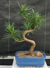 Flowering Podocarpus Bonsai Tree 14