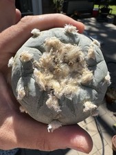 Northern Button Cactus Fluffy A Blue 3” Old Not Euphorbia picture