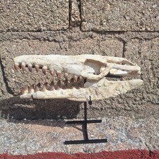 Composite Juvenile Mosasaur Skull Fossil 32 cm Rare Cretaceous Marine Reptile picture