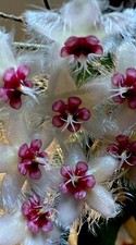 Hoya CAUDATA SUMATRA,  Rare Rooted, in 2” pot. Many Nodes Vining  picture