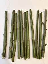 20 Austree Hybrid Willow Tree Cuttings Freshly  Harvested After Order is Placed picture