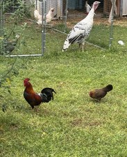Red Old English Bantams Hatching Eggs 12+ picture
