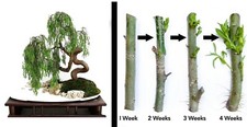 2 DRAGON BONSAI CUTTING STARTS Weeping Willow Tree Cutting Thick Trunk Dwarf  picture
