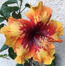Unique/rare European hibiscus Moorea Sunset Star - 3 cuttings, no roots picture